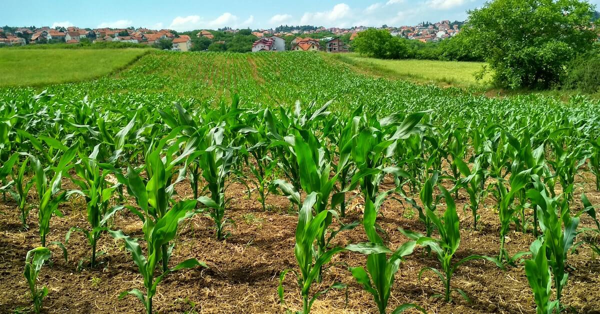 Empresa de Recrutamento para o agronegocio